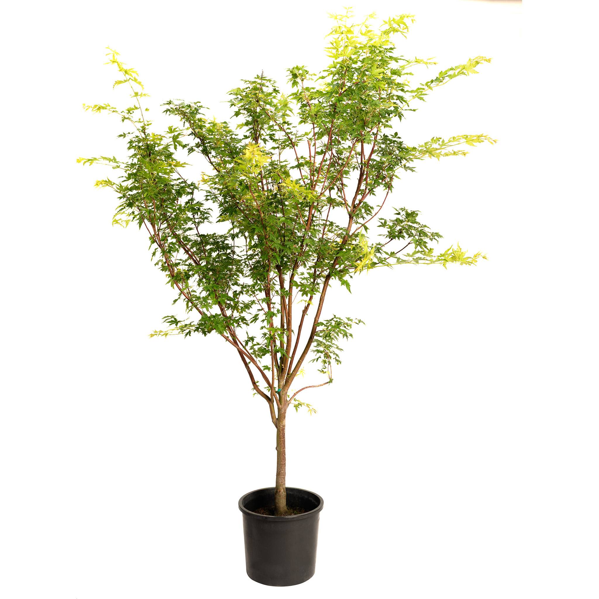 Coral Bark Japanese Maple Tree - Image 13