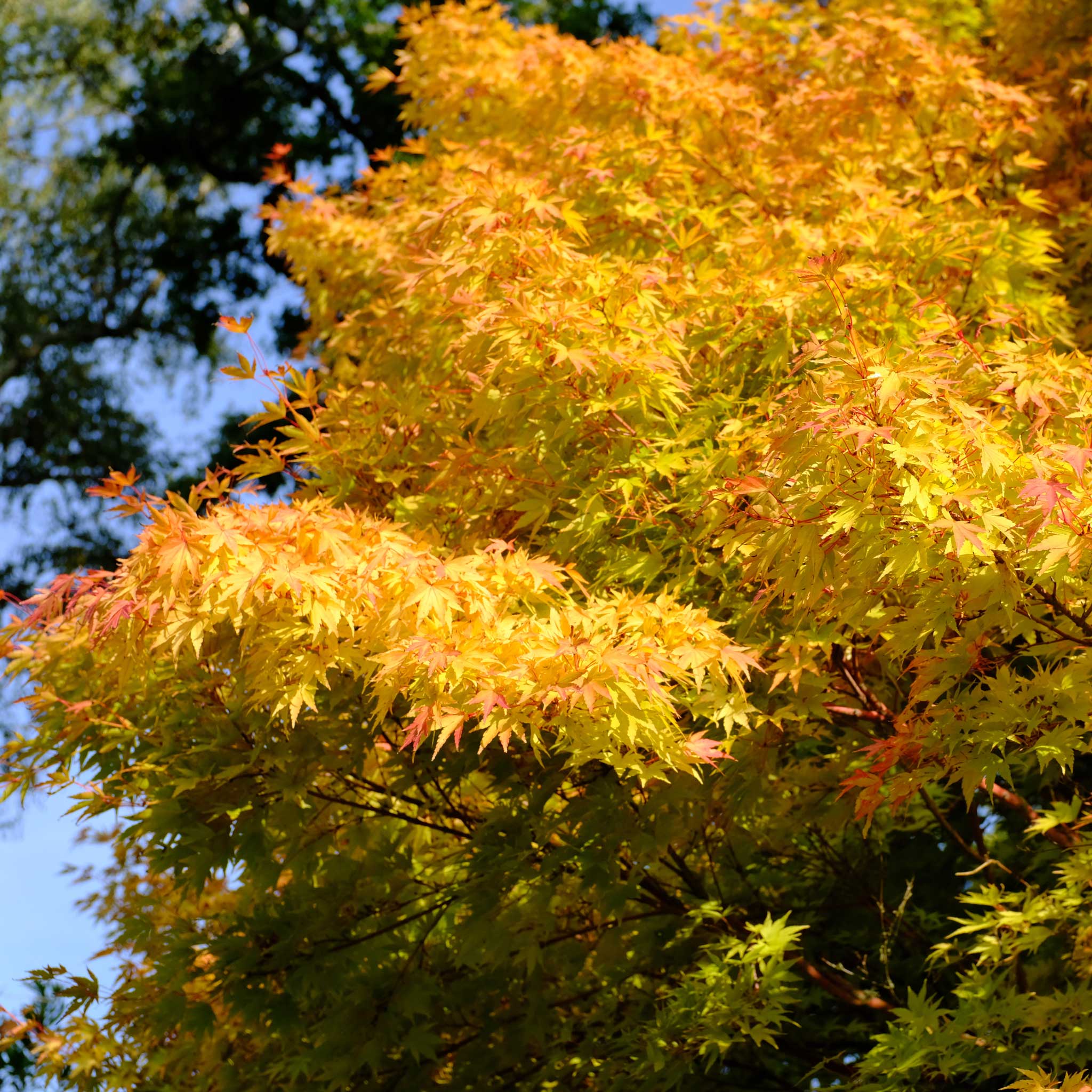 Coral Bark Japanese Maple Tree - Image 3