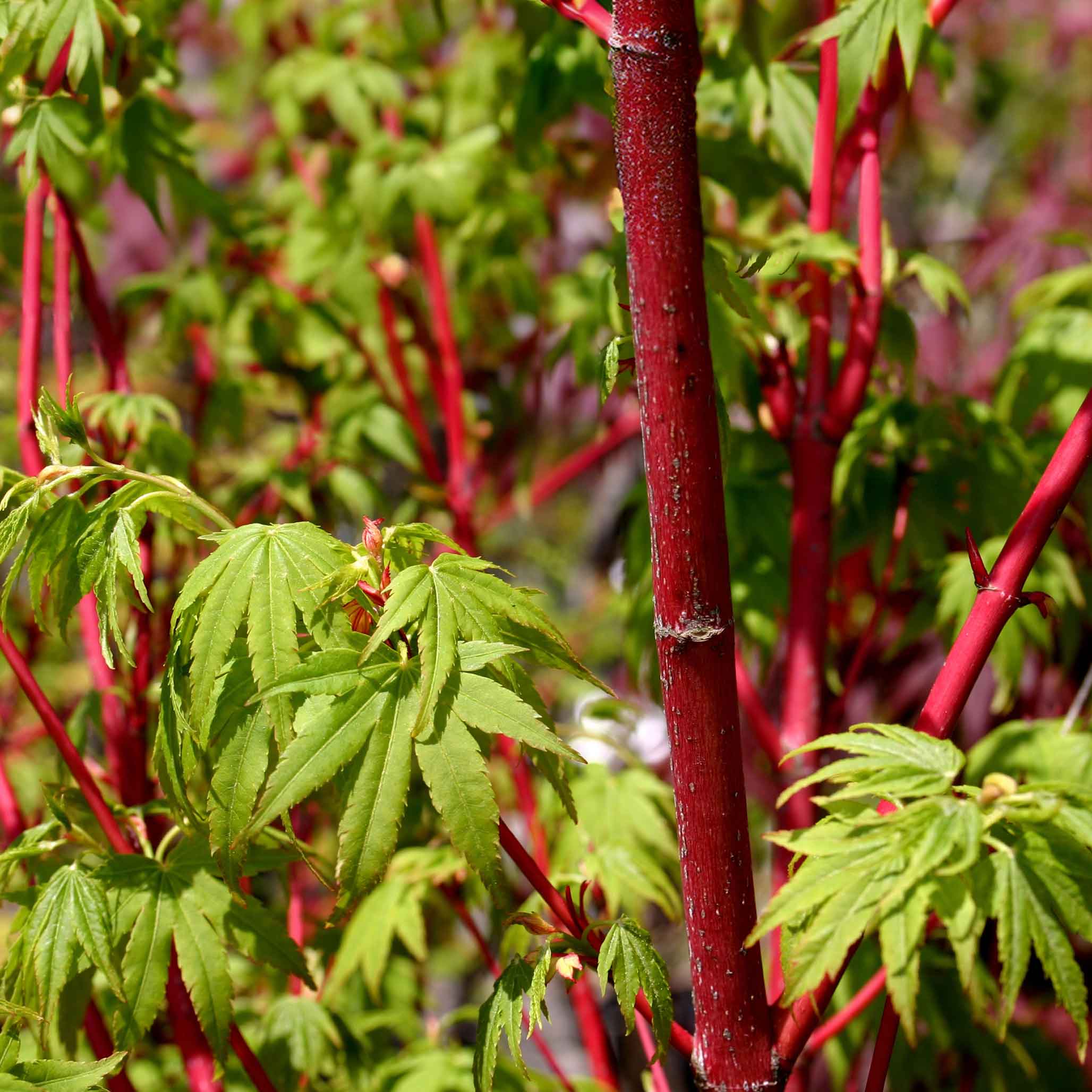 Coral Bark Japanese Maple Tree - Image 4
