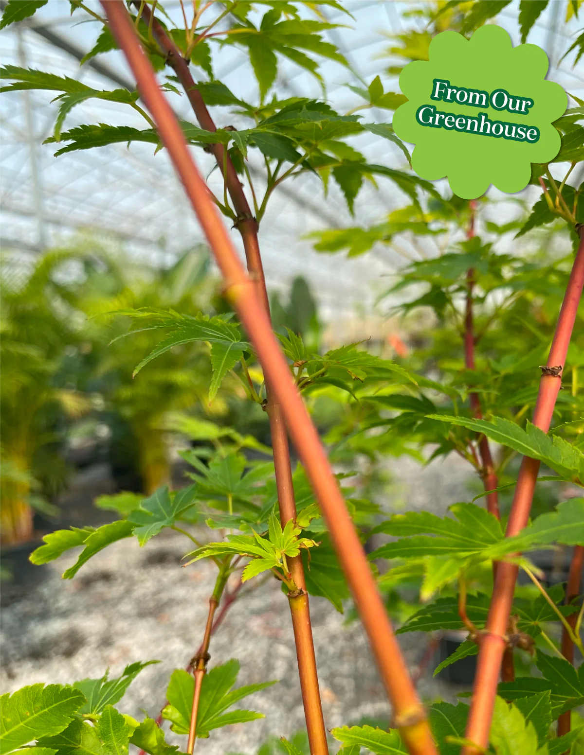 Coral Bark Japanese Maple Tree - Image 6