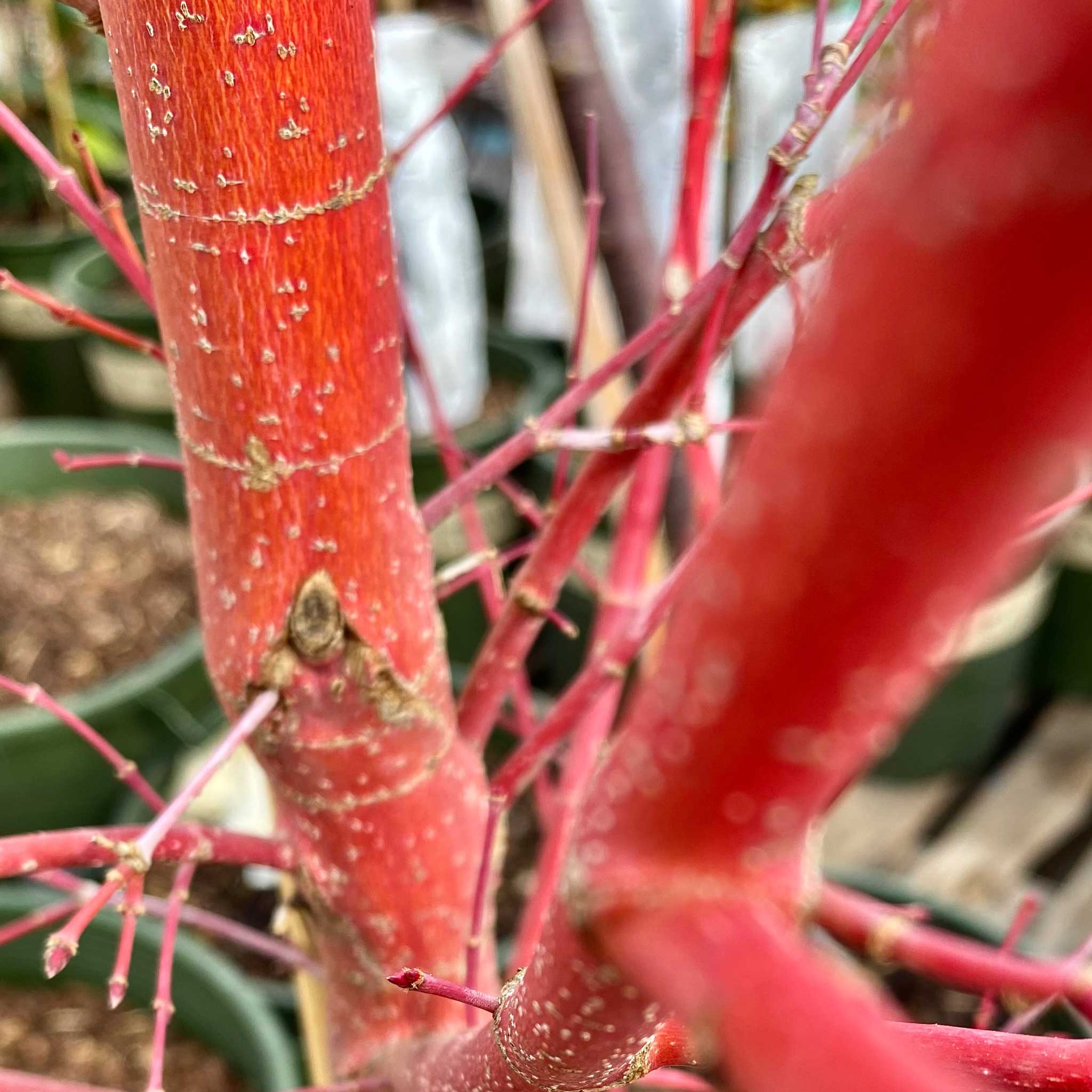 Coral Bark Japanese Maple Tree - Image 9