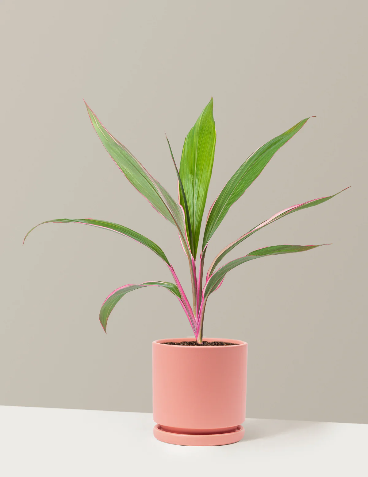 Cordyline Pink Diamond