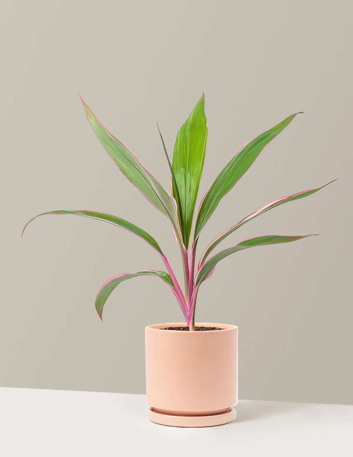 Cordyline Pink Diamond - Image 10