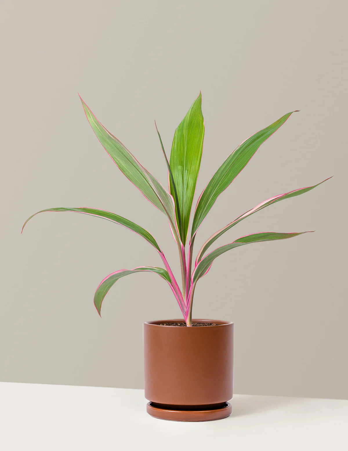 Cordyline Pink Diamond - Image 11