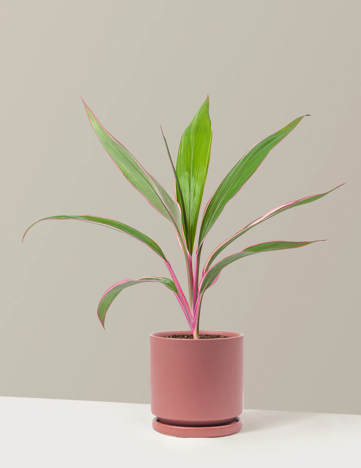 Cordyline Pink Diamond - Image 12