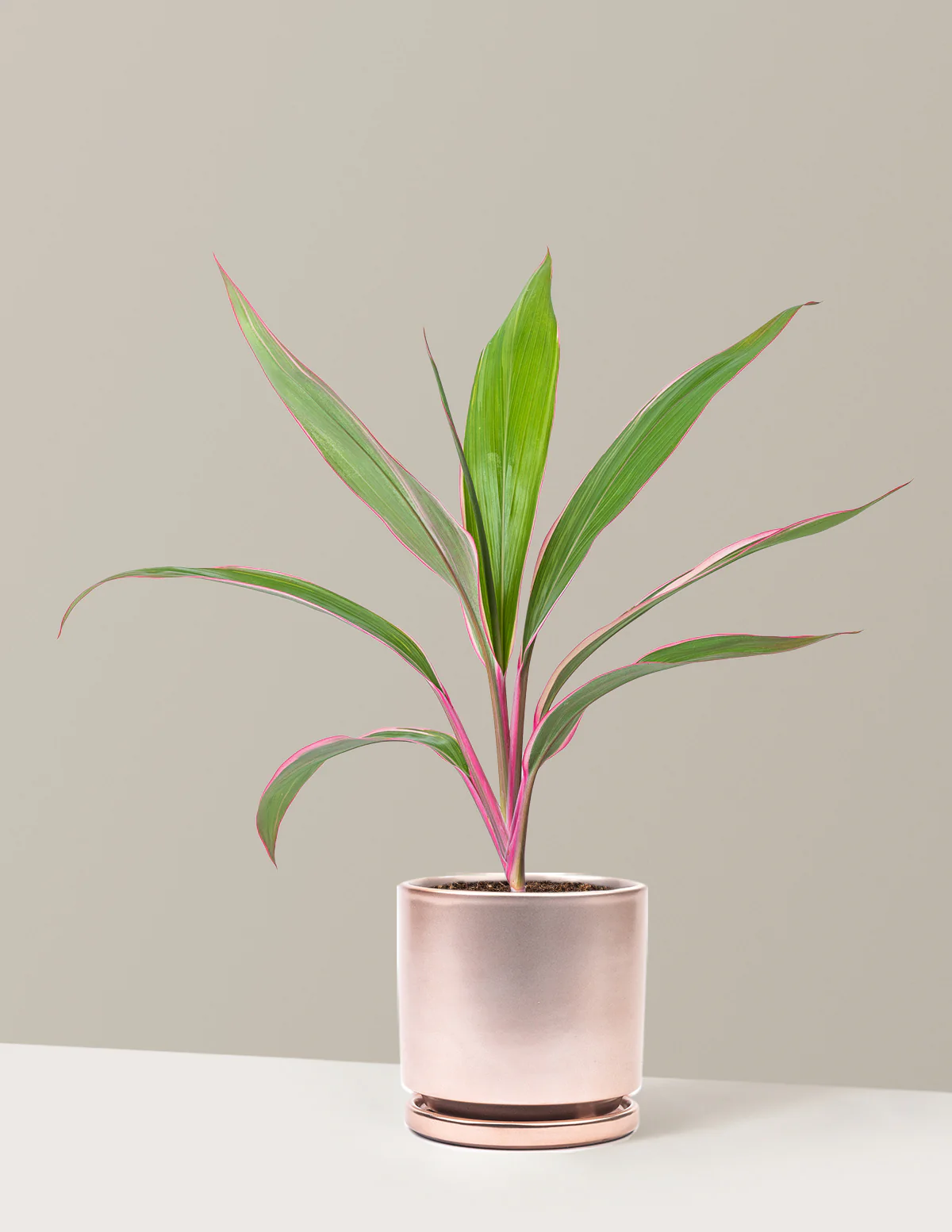 Cordyline Pink Diamond - Image 13