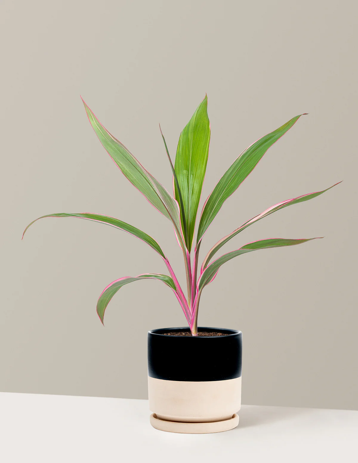 Cordyline Pink Diamond - Image 14