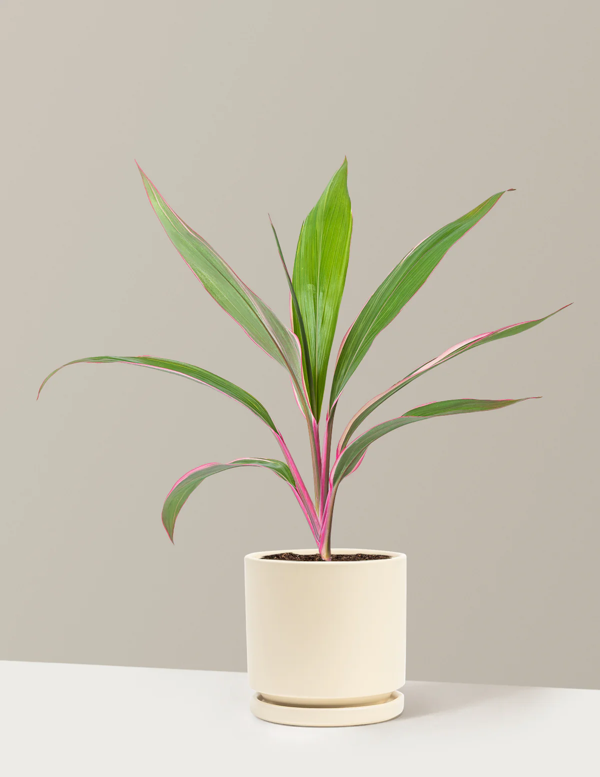 Cordyline Pink Diamond - Image 15