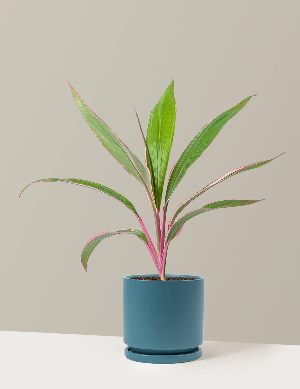 Cordyline Pink Diamond - Image 16