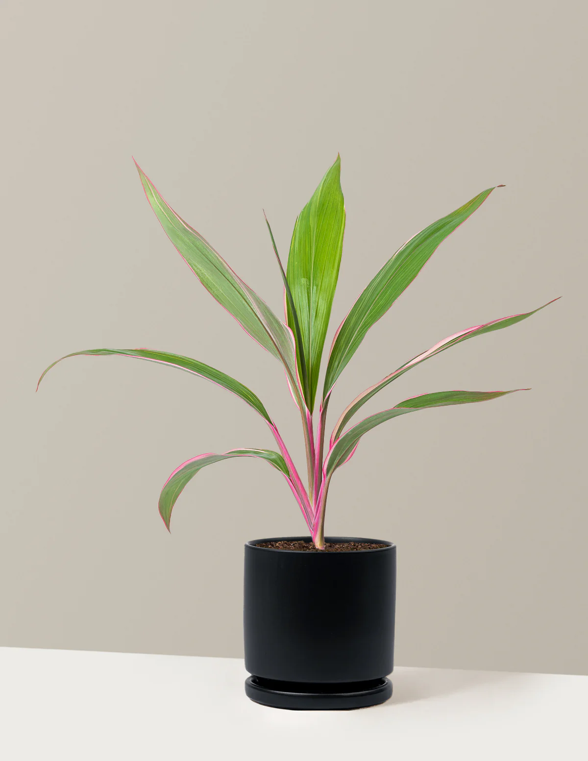 Cordyline Pink Diamond - Image 17