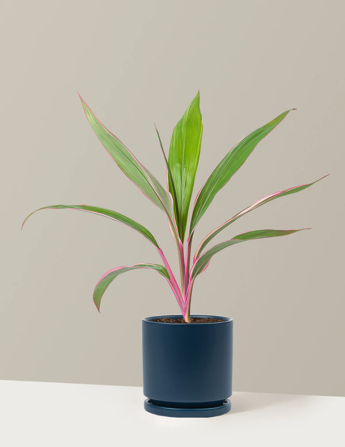 Cordyline Pink Diamond - Image 18