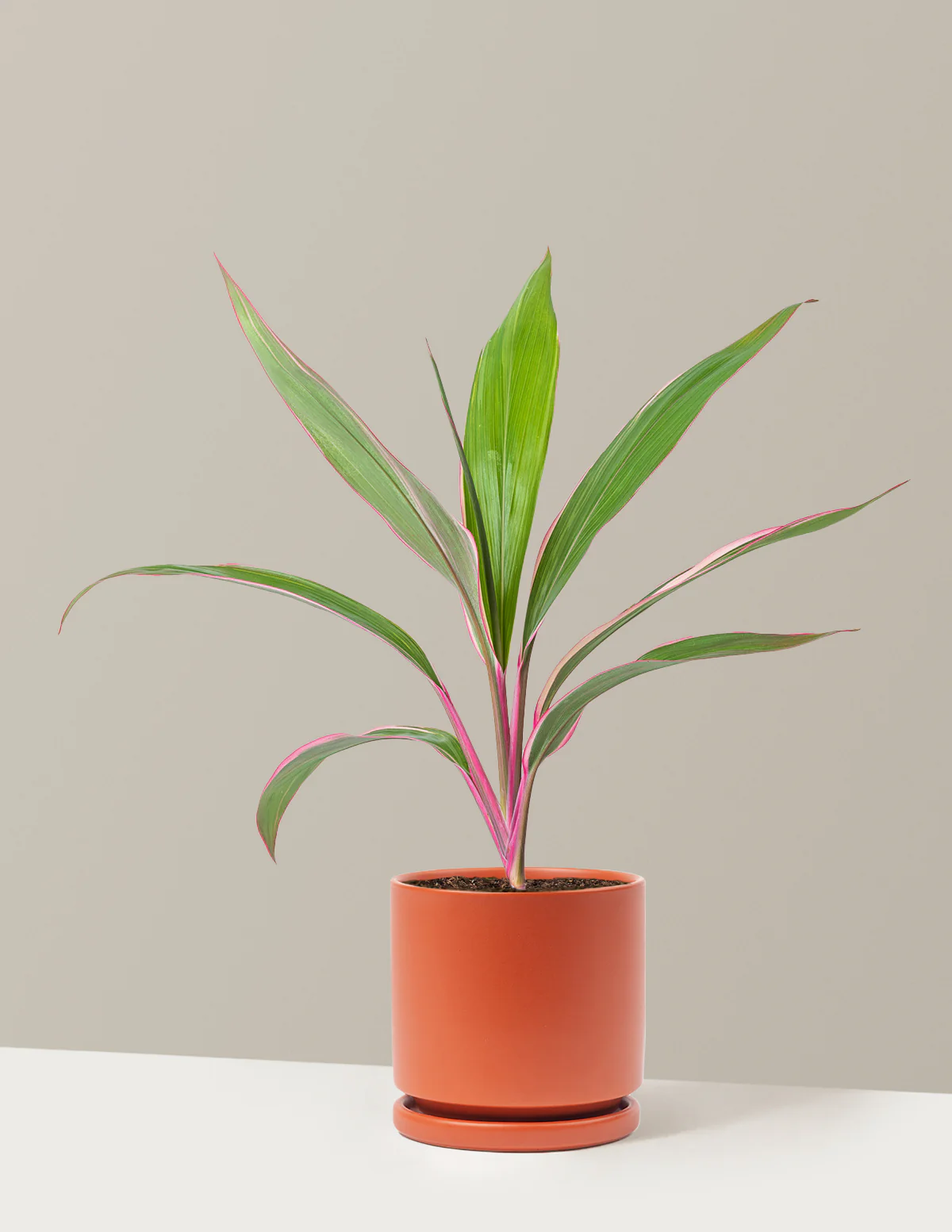 Cordyline Pink Diamond - Image 19