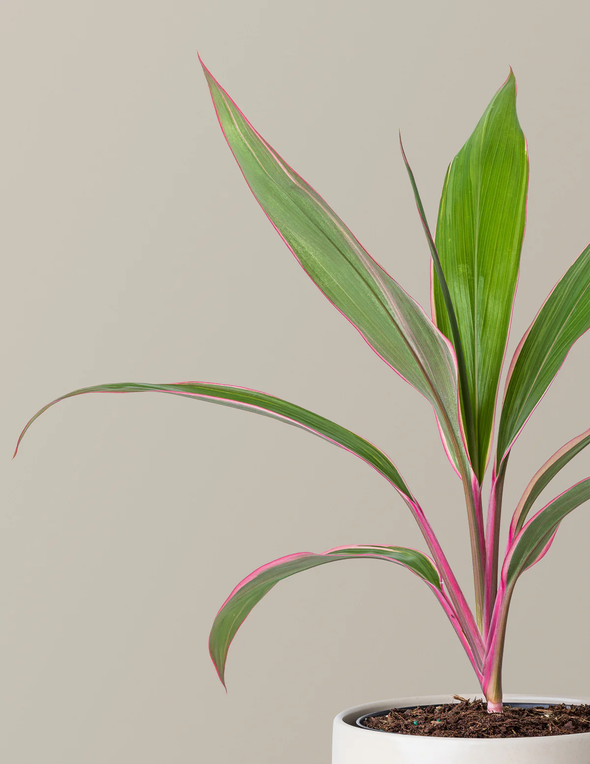 Cordyline Pink Diamond - Image 2