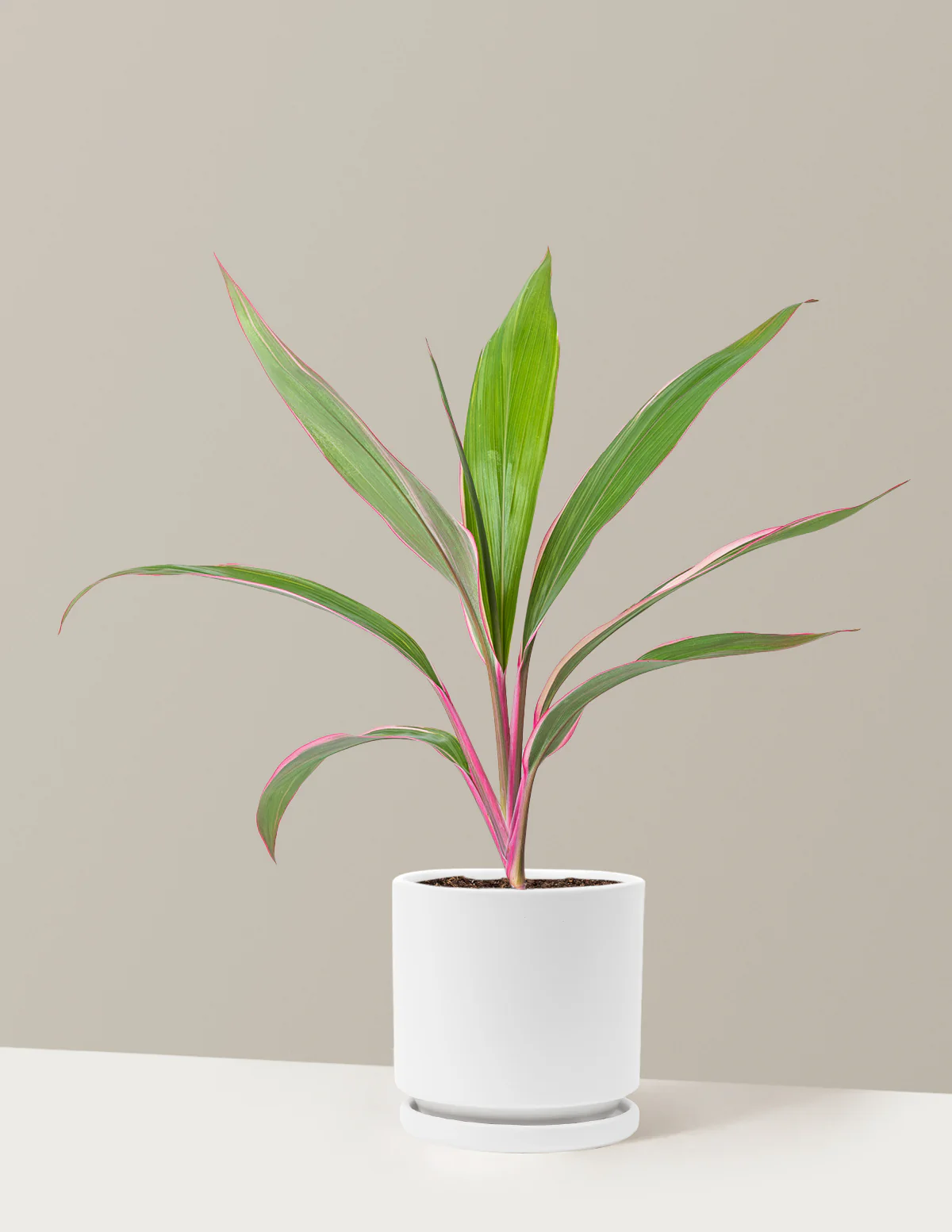 Cordyline Pink Diamond - Image 20