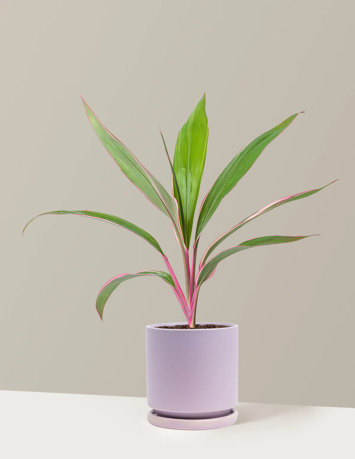 Cordyline Pink Diamond - Image 3