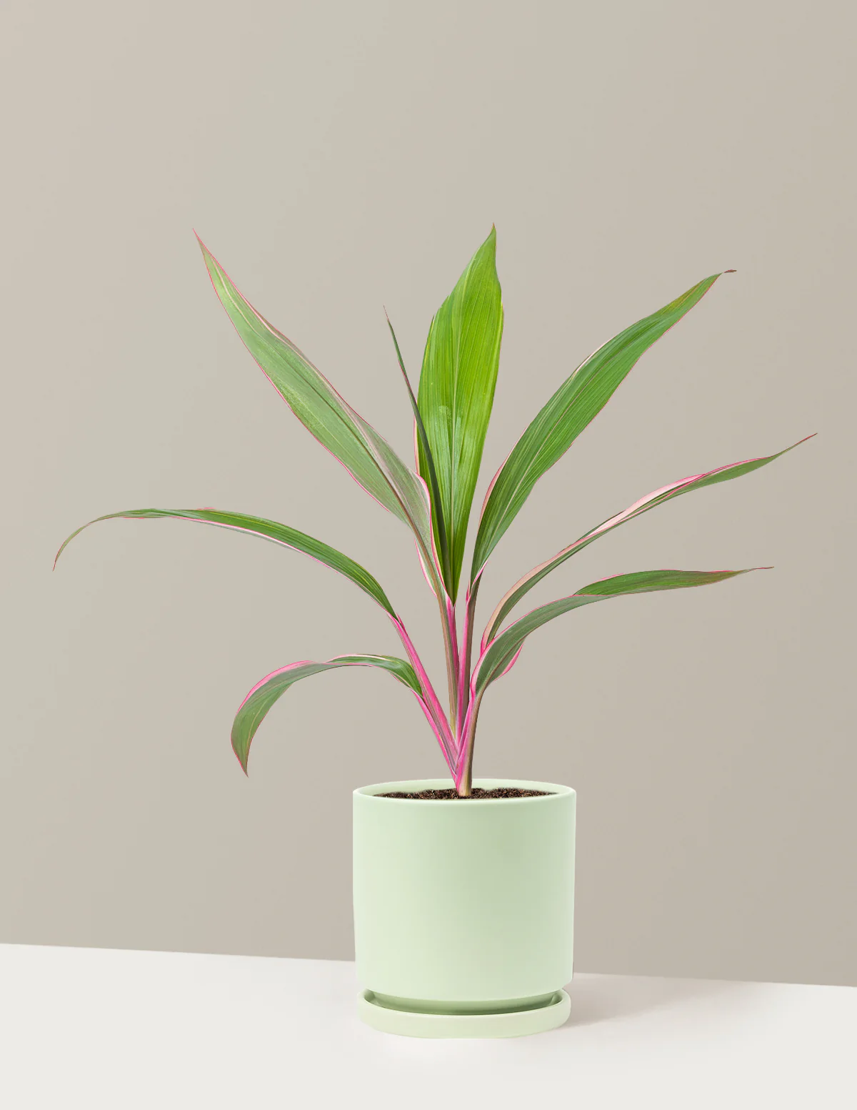 Cordyline Pink Diamond - Image 4