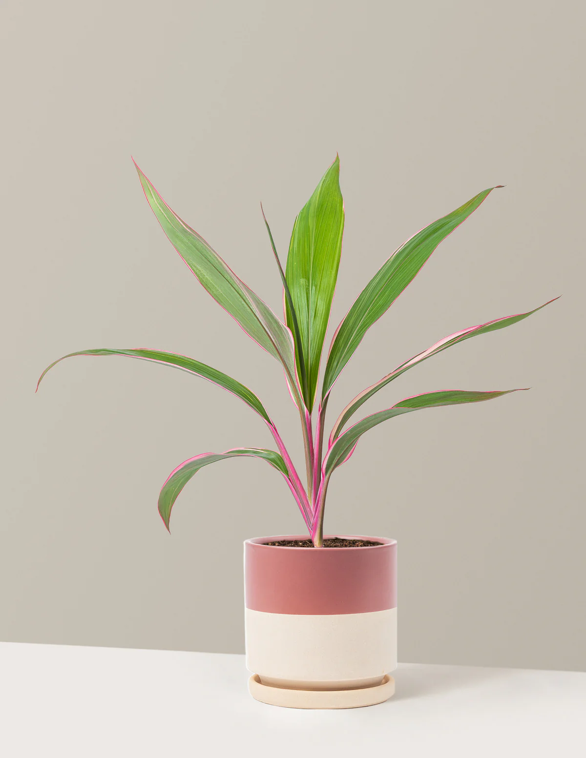 Cordyline Pink Diamond - Image 5