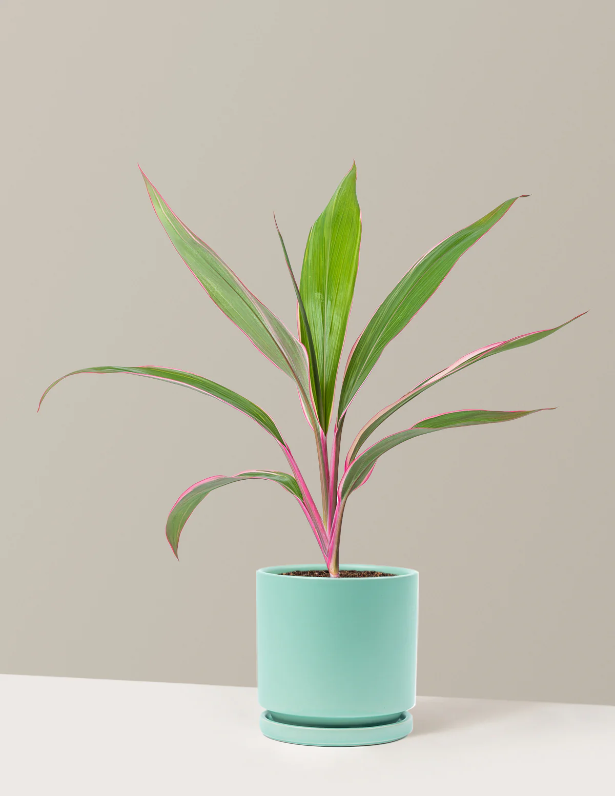Cordyline Pink Diamond - Image 6