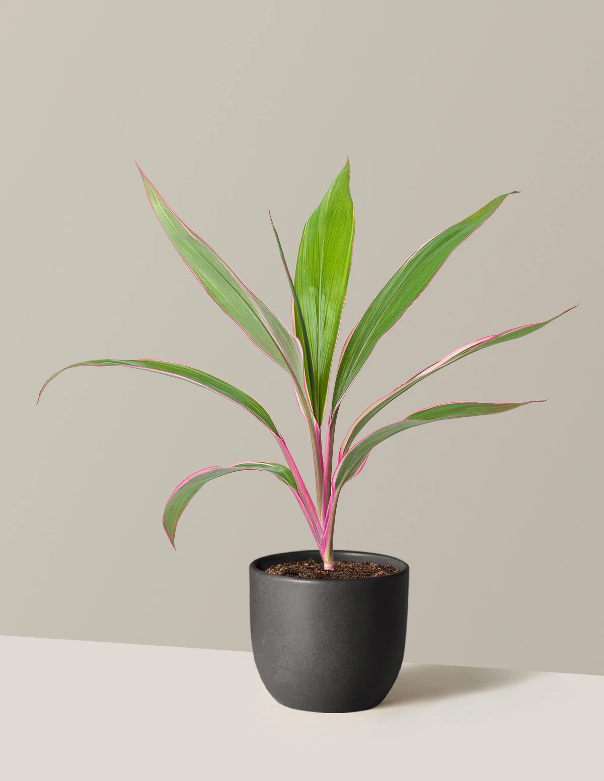 Cordyline Pink Diamond - Image 7