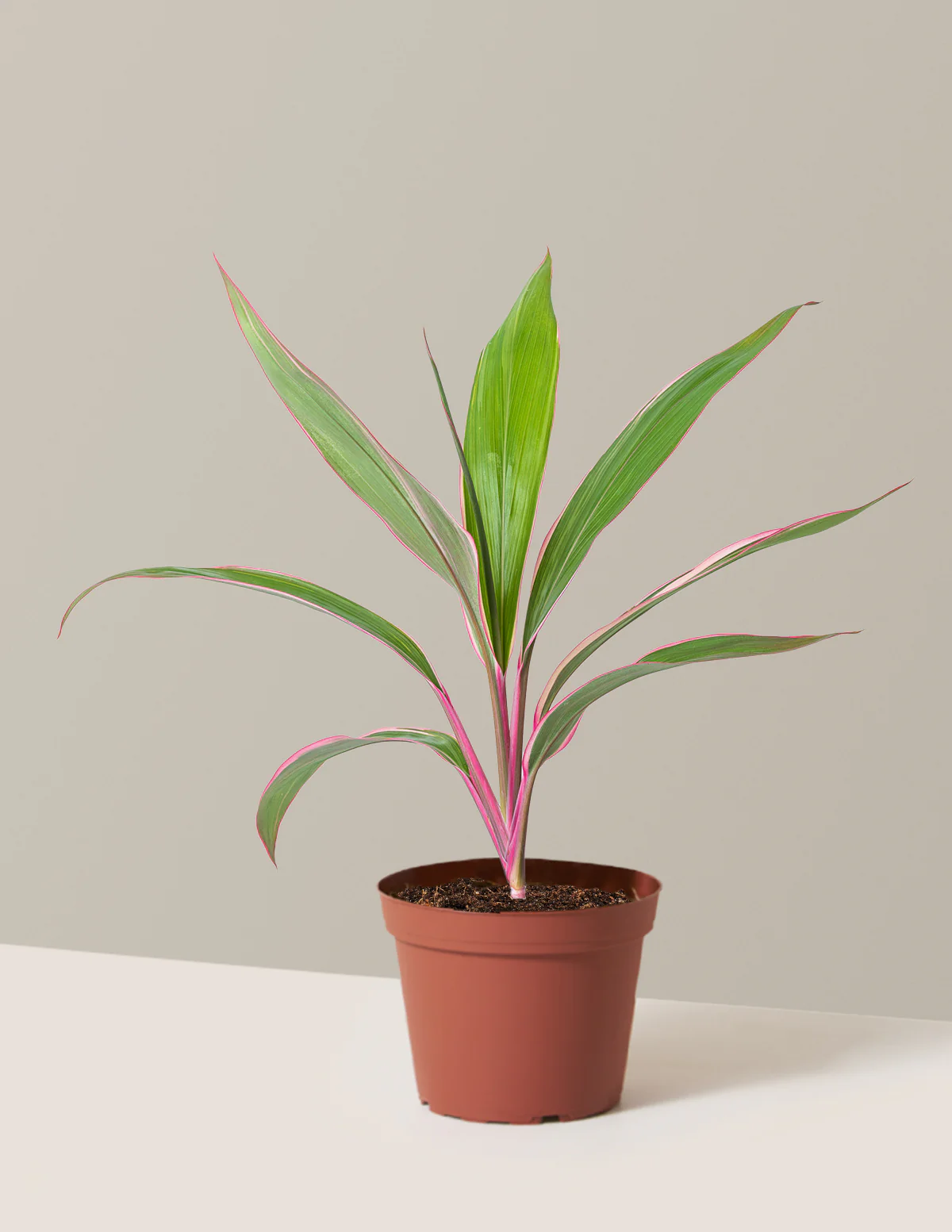 Cordyline Pink Diamond - Image 8