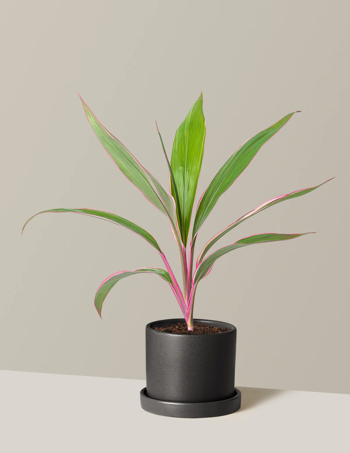 Cordyline Pink Diamond - Image 9