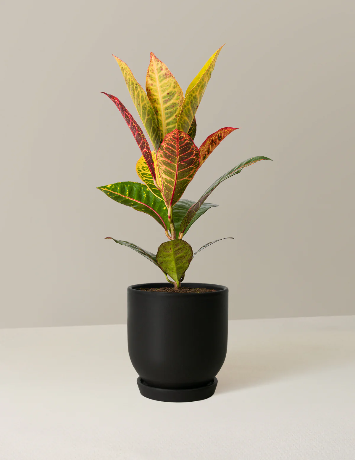 Croton Petra - Image 10