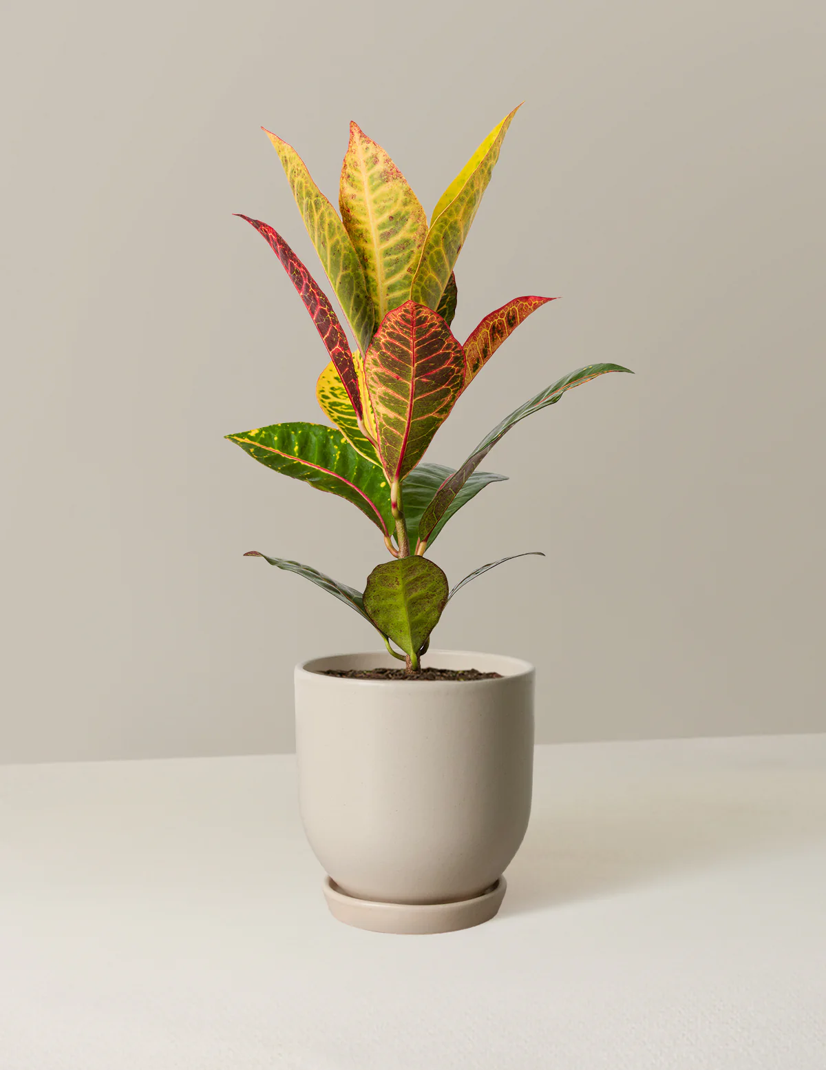 Croton Petra - Image 11