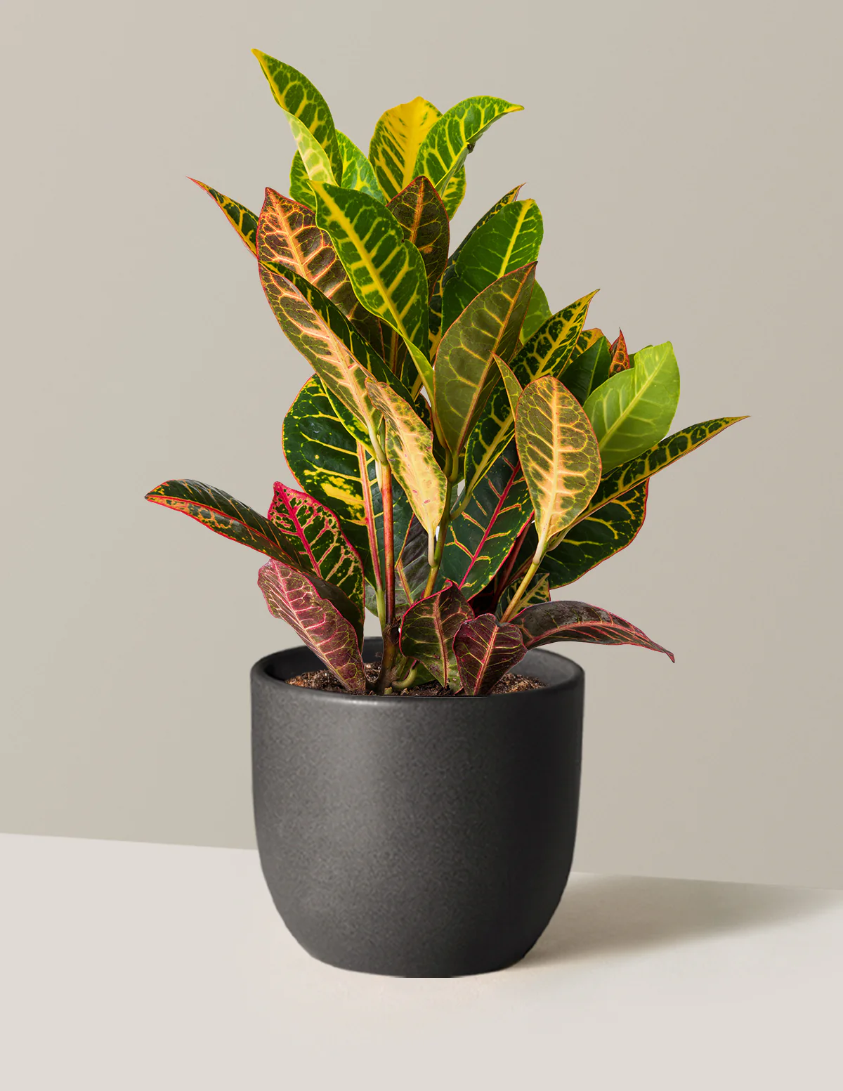 Croton Petra - Image 12