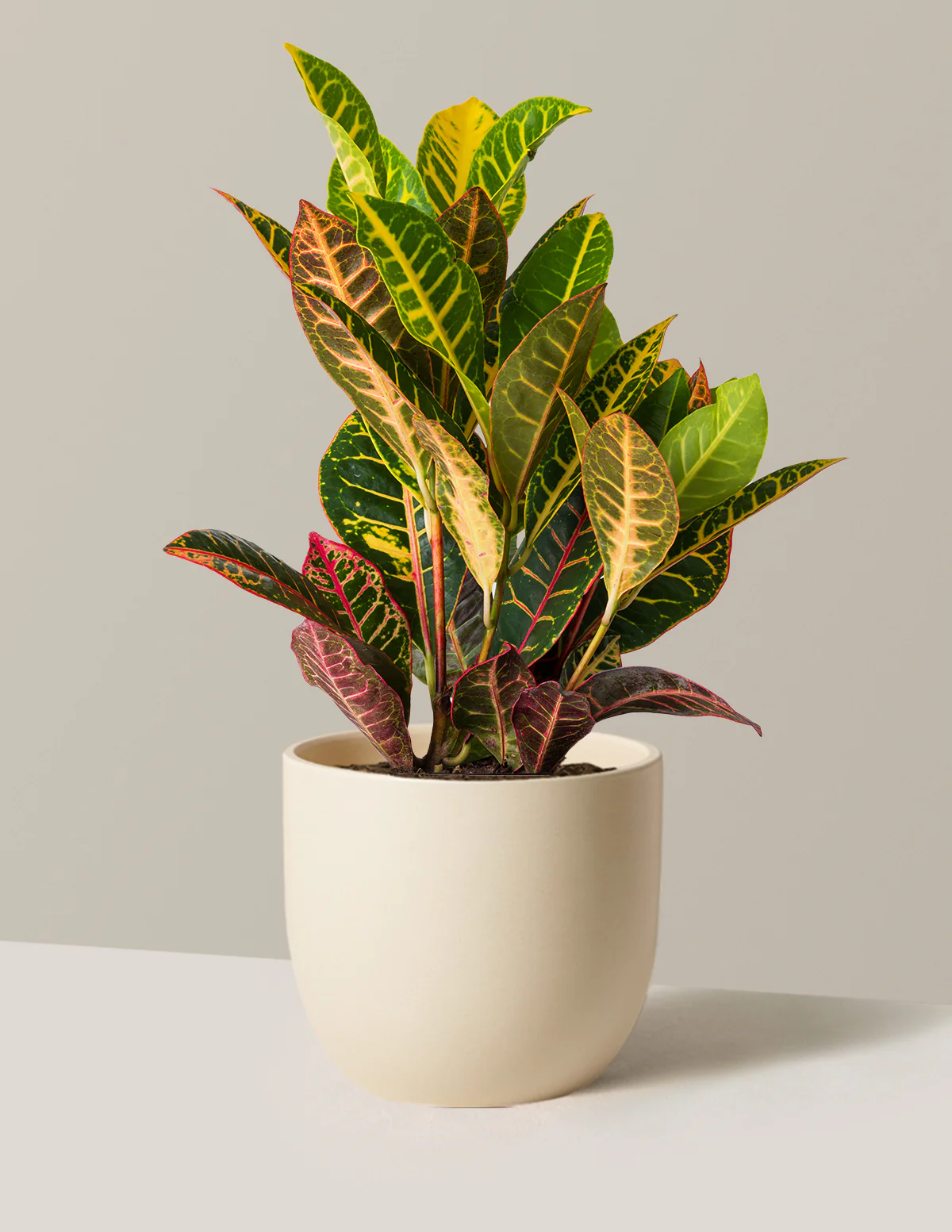 Croton Petra - Image 13
