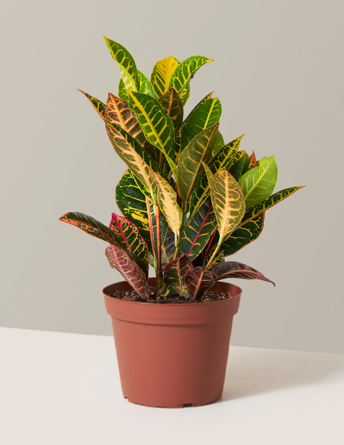 Croton Petra - Image 14