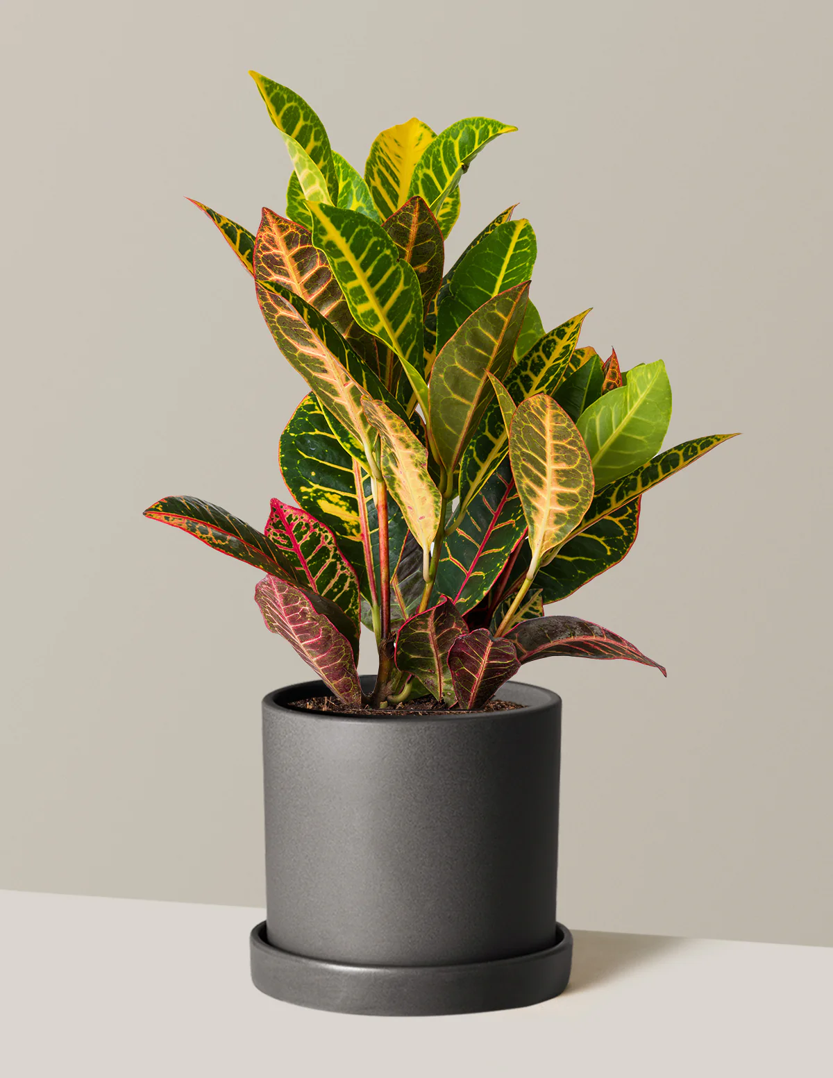 Croton Petra - Image 15