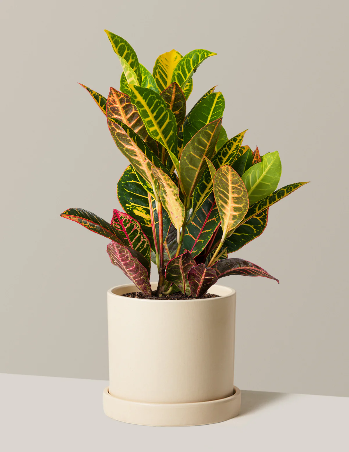 Croton Petra - Image 16