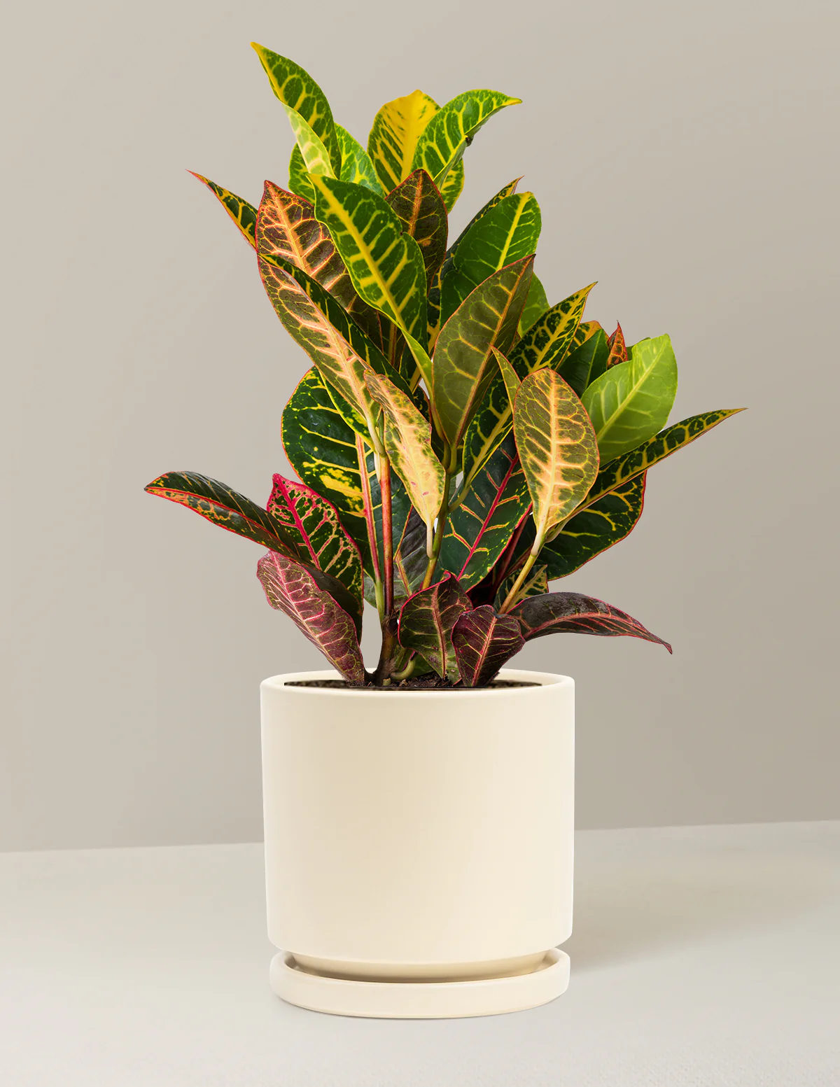 Croton Petra - Image 17