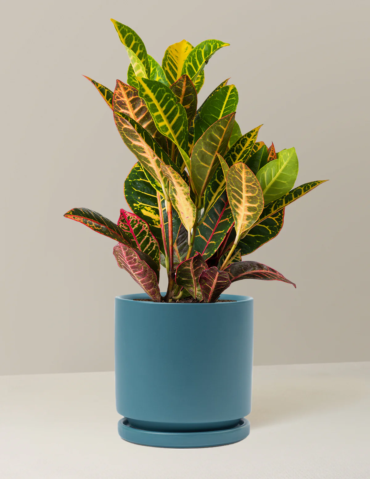 Croton Petra - Image 18