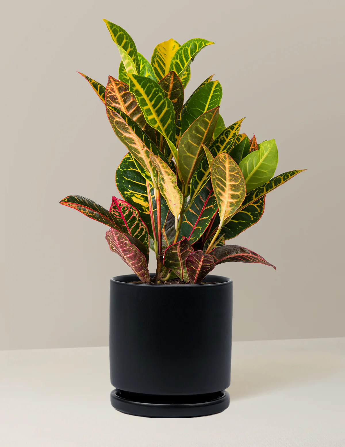 Croton Petra - Image 19