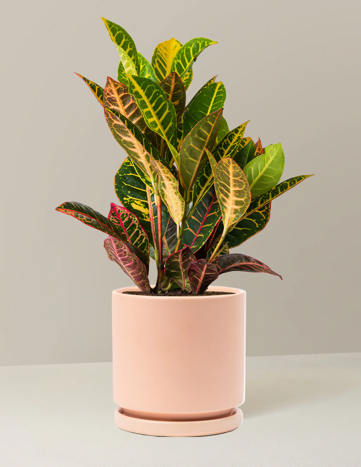 Croton Petra - Image 20
