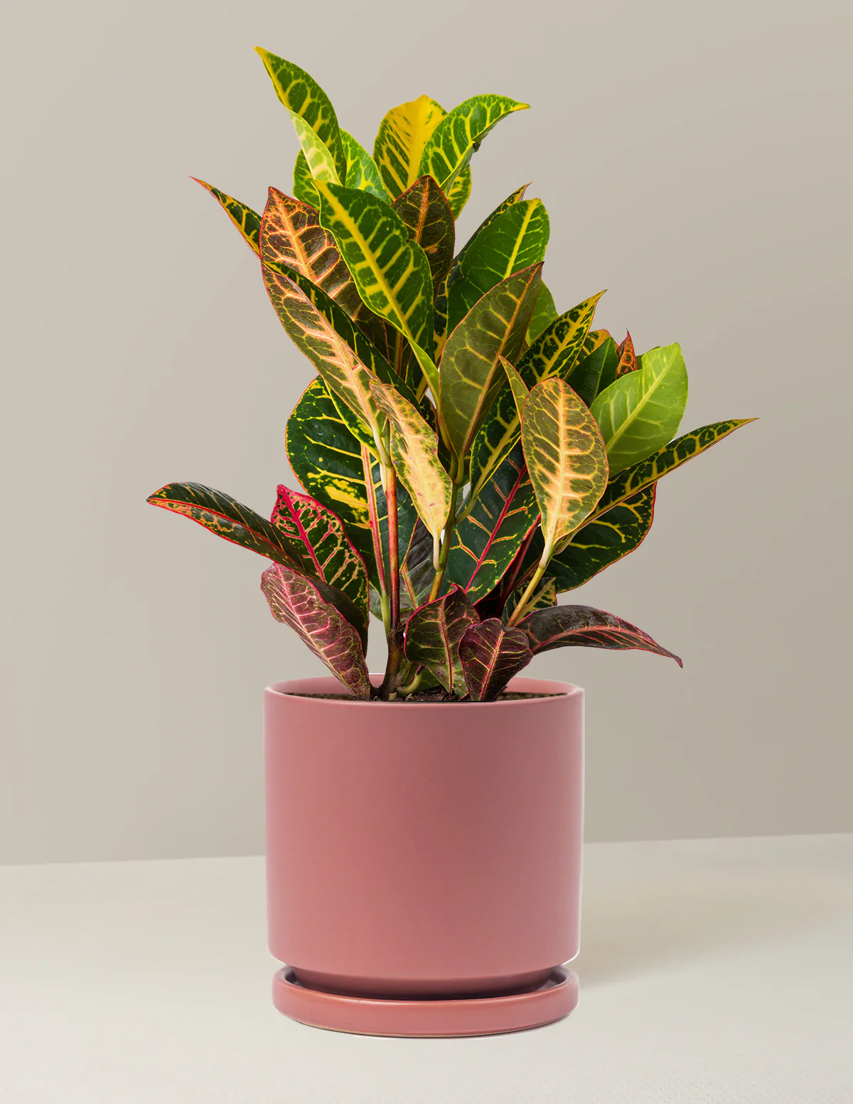 Croton Petra - Image 21