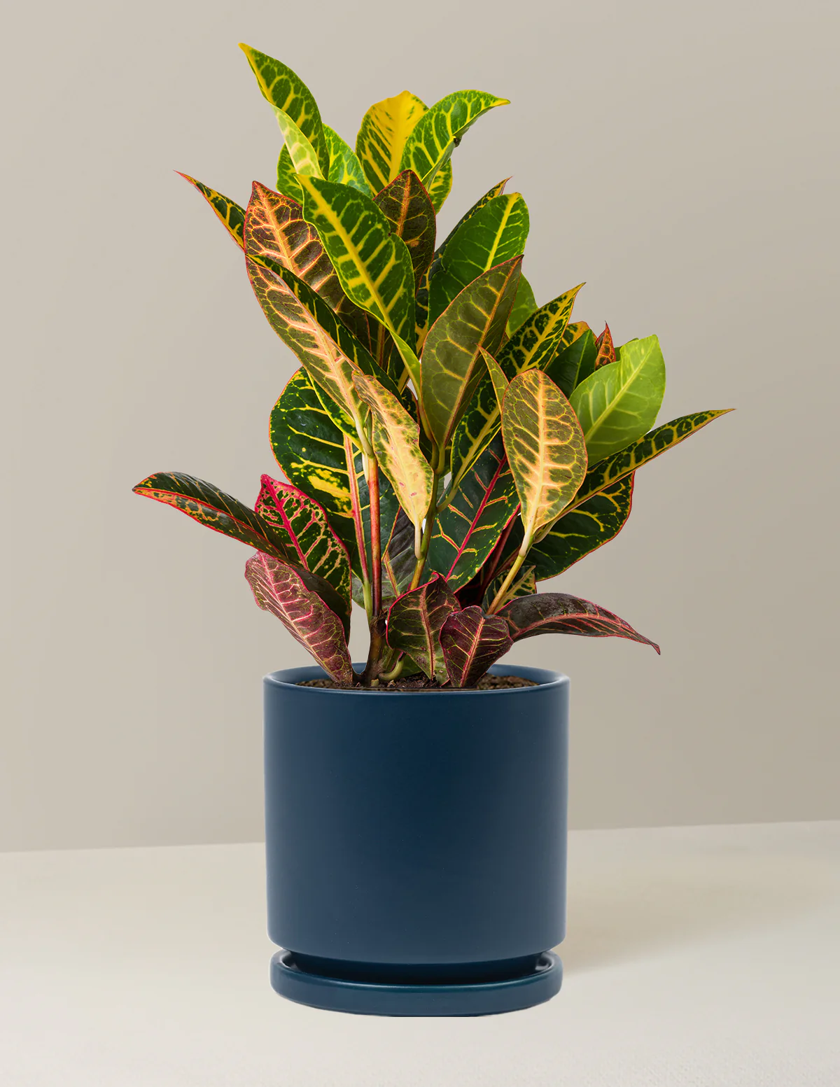 Croton Petra - Image 22