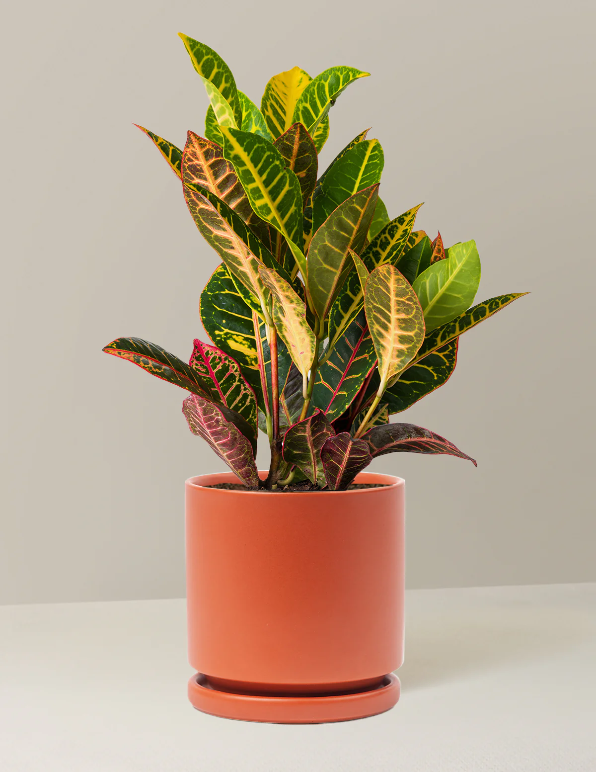 Croton Petra - Image 23