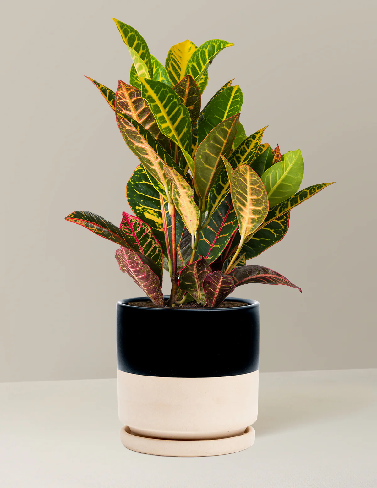 Croton Petra - Image 24