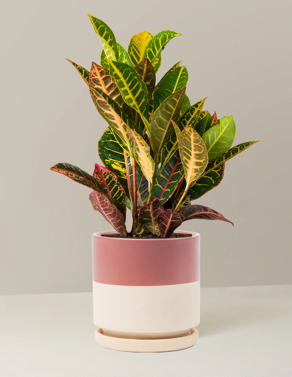 Croton Petra - Image 25