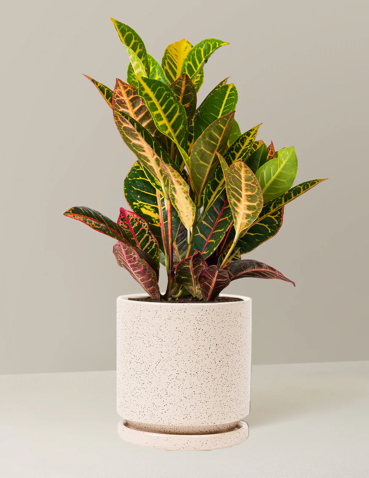 Croton Petra - Image 28