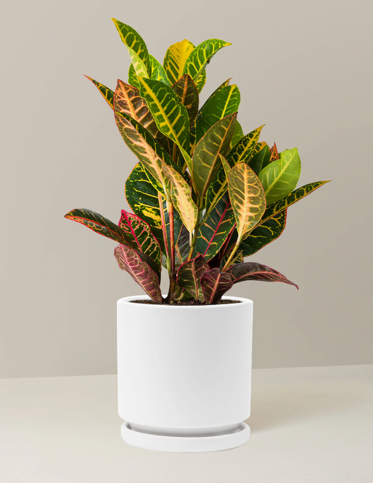 Croton Petra - Image 29