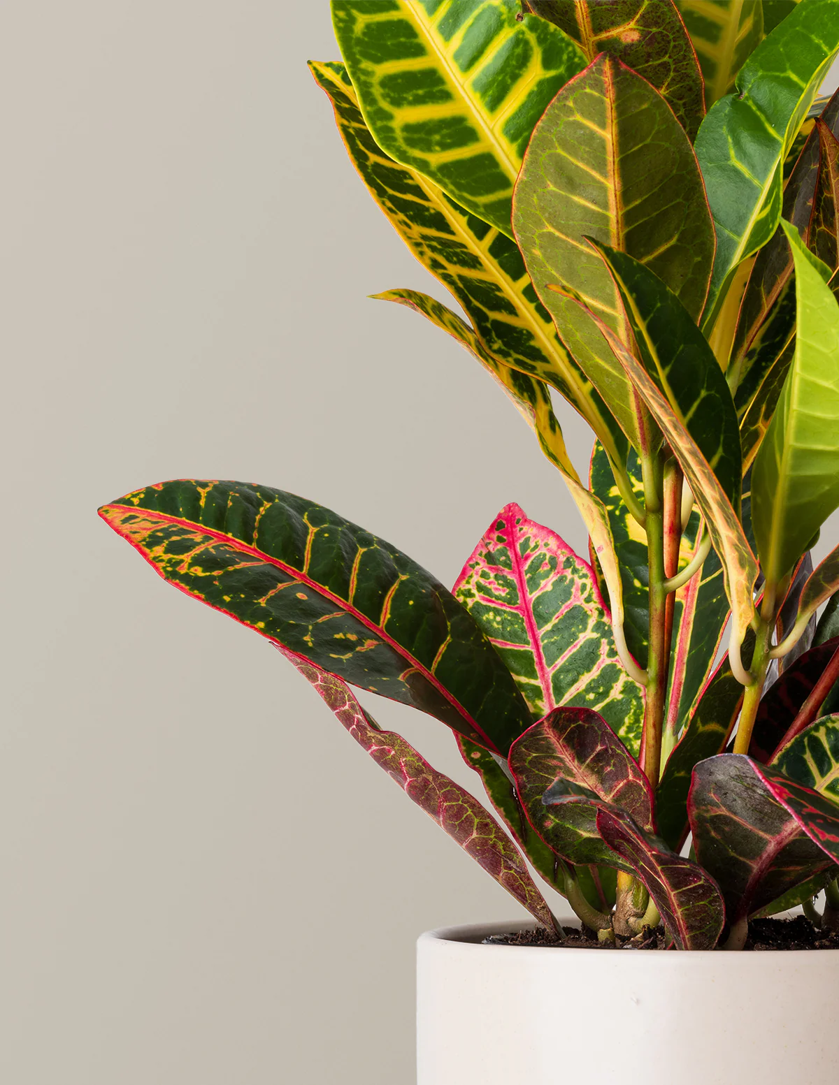 Croton Petra - Image 3