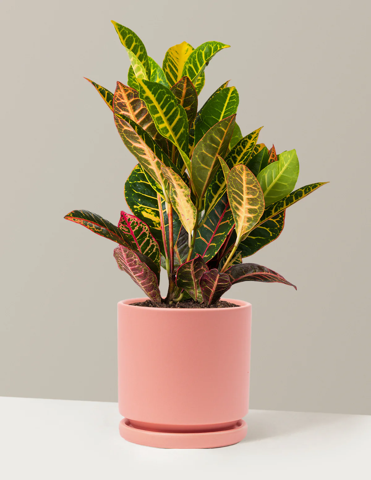 Croton Petra - Image 30