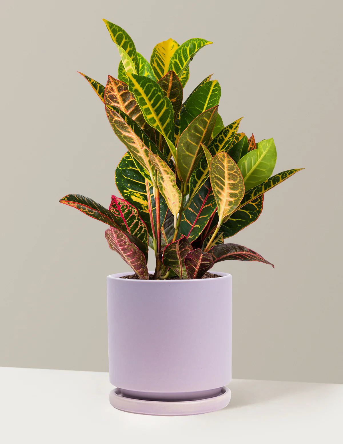 Croton Petra - Image 31