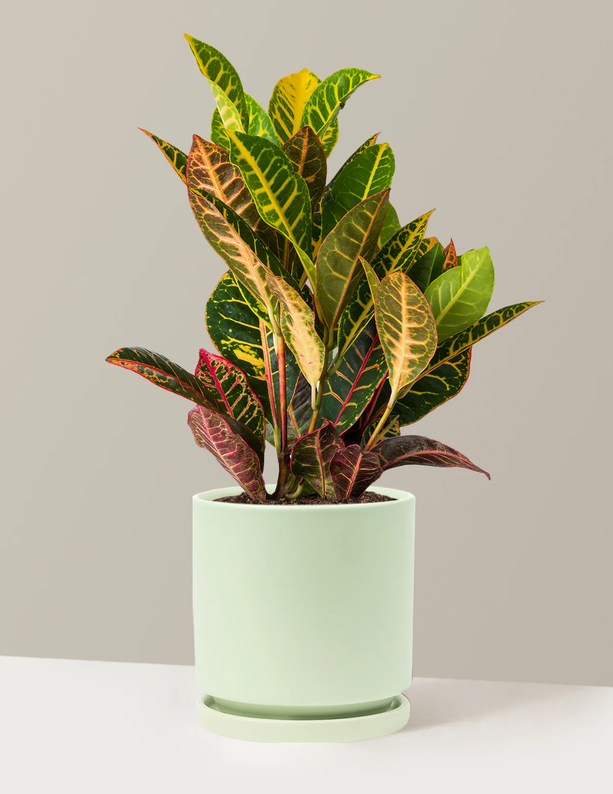 Croton Petra - Image 32