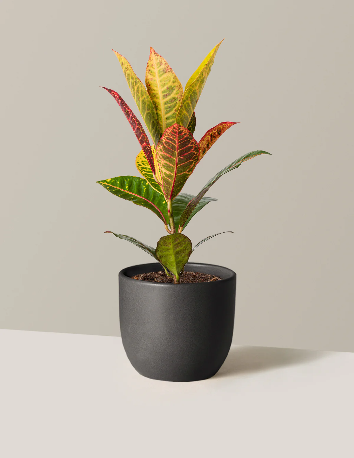 Croton Petra - Image 4