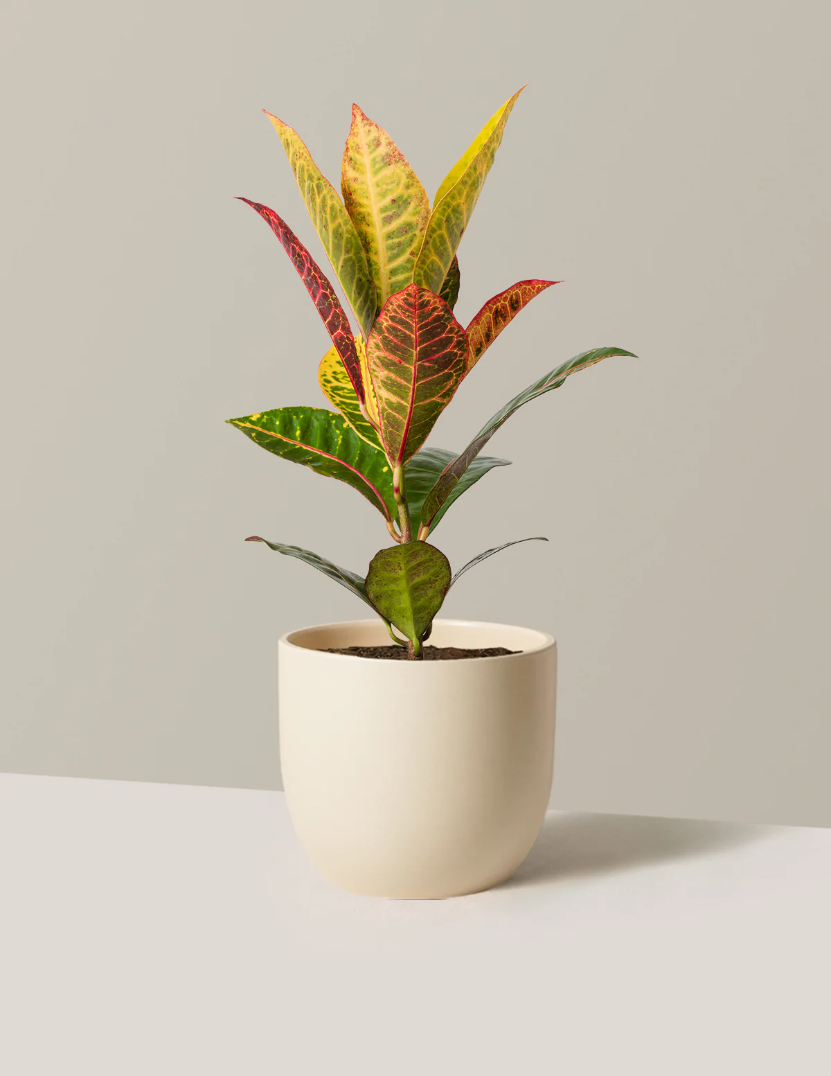 Croton Petra - Image 5