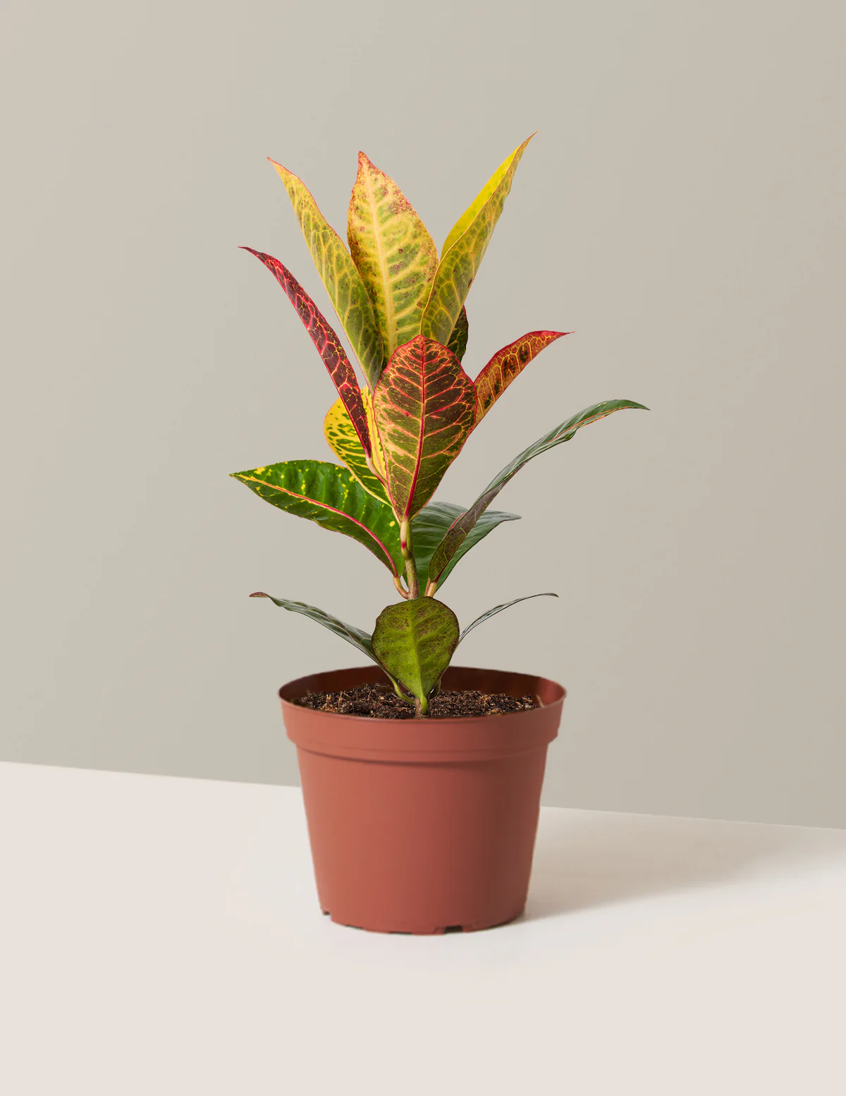Croton Petra - Image 6